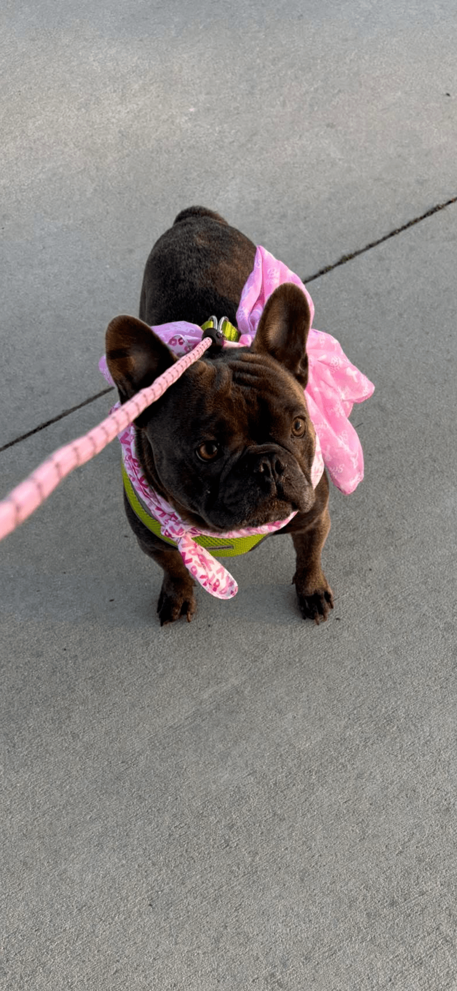 Moms Sick, Mojo’s In&nbsp;Charge